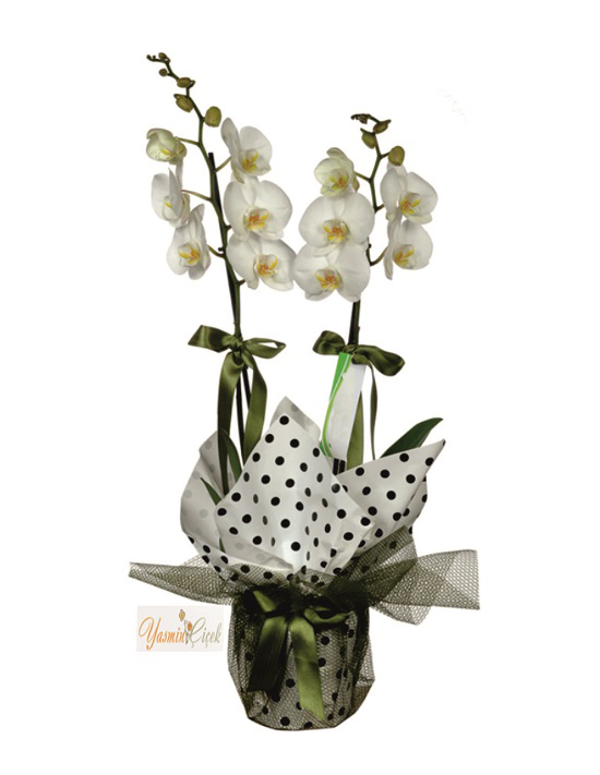 Çift Dallı Beyaz Orkide