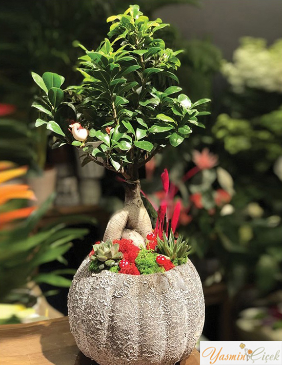 Japon Mini Aa Bonsai ieki, Japon Mini Aa Bonsai iek gnder