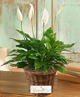 Spathiphyllum Salon Bitkisi