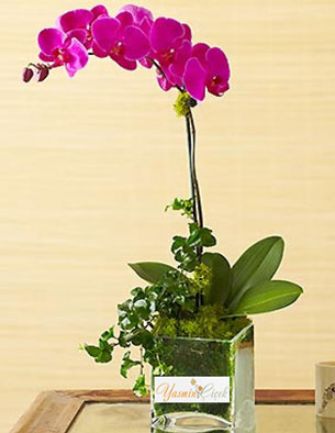 MOR PHALAENOPSIS ORKIDE