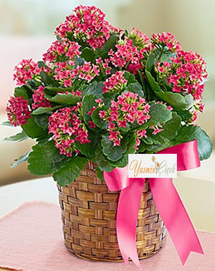 KALANCHOE BTK
