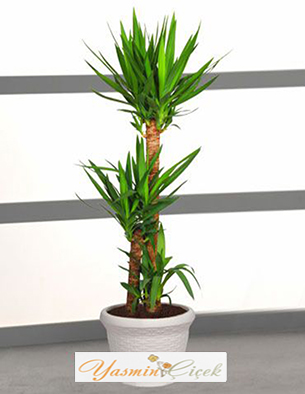 3 l Yucca Salon ve Ofis Bitkisi