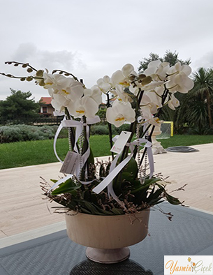 Seramik Saksıda Çok Dallı Beyaz Orkide