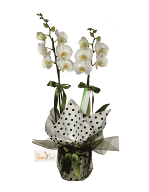 Çift Dallı Beyaz Orkide