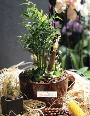 Terrarium Minyatür Areka