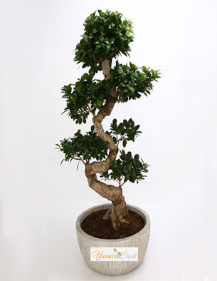 Bonsai Aac